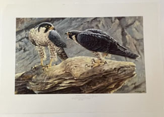 Peregren Falcons - Print